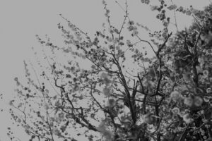 写真作品