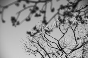 写真作品