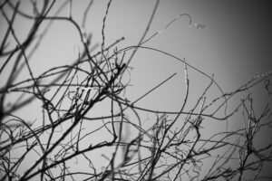 写真作品