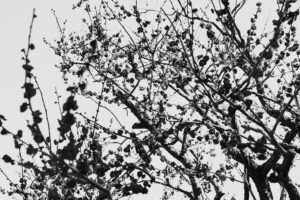 写真作品
