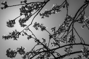 写真作品