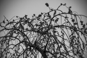 写真作品
