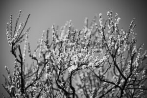 写真作品