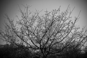 写真作品