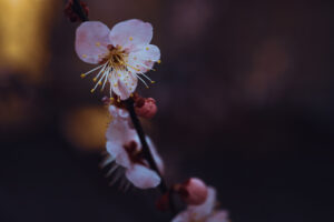 写真作品