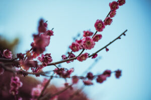 写真作品