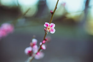 写真作品