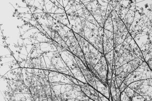 写真作品
