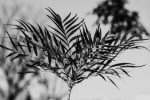 写真作品