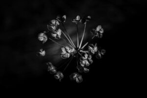 写真作品