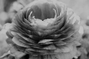 写真作品