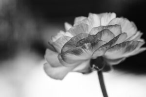 写真作品