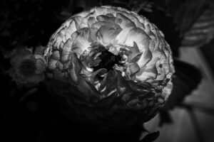 写真作品