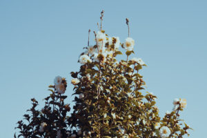 写真作品