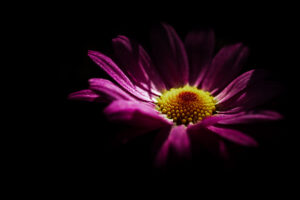 写真作品