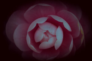 写真作品