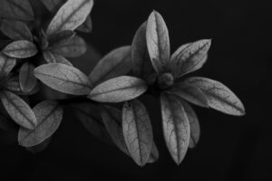 写真作品