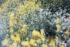 写真作品