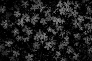 写真作品