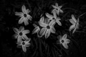 写真作品