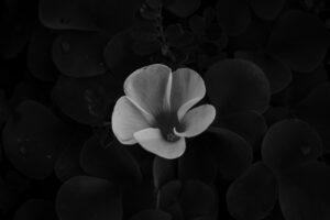 写真作品
