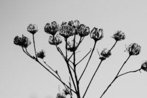 写真作品