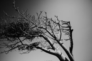 写真作品