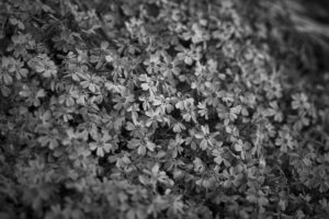 写真作品