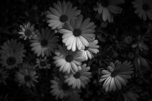 写真作品