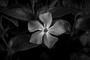写真作品