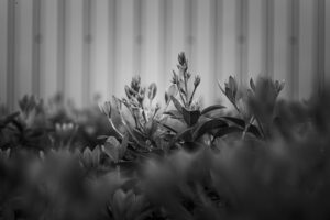 写真作品
