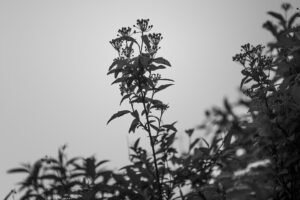 写真作品