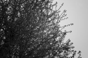 写真作品