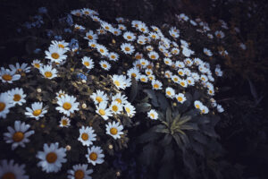 写真作品