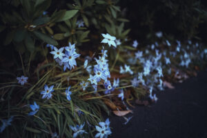 写真作品