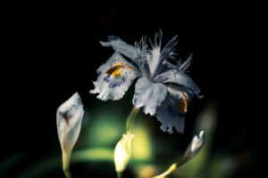 写真作品