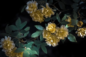 写真作品