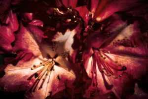 写真作品