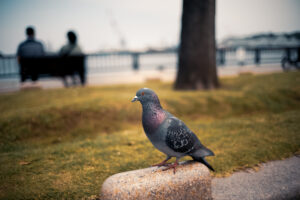 写真作品