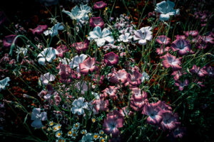 写真作品