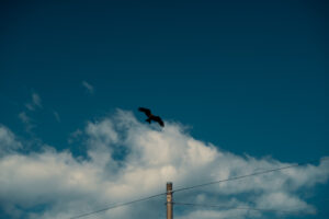写真作品