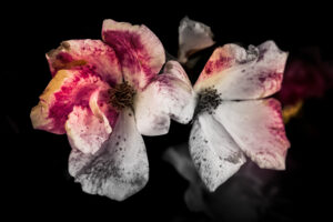 写真作品