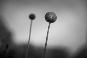 写真作品