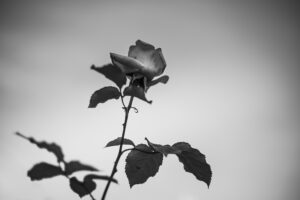 写真作品