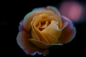 写真作品