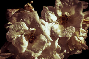 写真作品