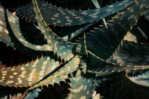 写真作品