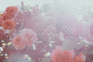 写真作品