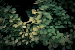 写真作品