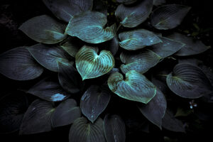 写真作品